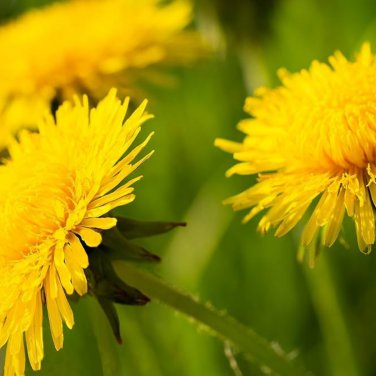 Dandelion Tortoise Wildflower 100 PCS Seeds
