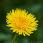 Dandelion Tortoise Wildflower 100 PCS Seeds
