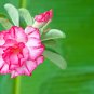 'dancing pink girl' Adenium Desert Rose 2 PCS Seeds