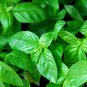 Dark Green Dwarf Basil 'Pluto' Annual Herb 100 PCS Seeds