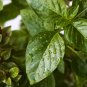 Dark Green Dwarf Basil 'Pluto' Annual Herb 100 PCS Seeds