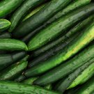 Dark Green Cucumber 25 PCS Seeds