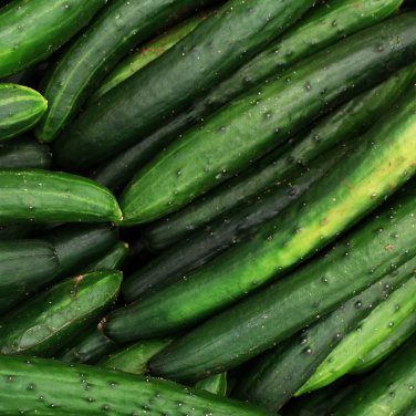 Dark Green Cucumber 25 PCS Seeds