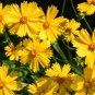 Daisy Light Yellow Perennial Flower 200 PCS Seeds