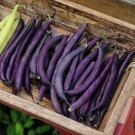 Dark Bush Bean 'Royal Burgundy' Phaseolus vulgaris 15 PCS Seeds Dark Bush Bean 'Royal Burgundy' Phaseolus vulgaris 15 PCS Seeds