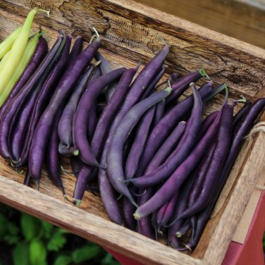 Dark Bush Bean 'Royal Burgundy' Phaseolus vulgaris 15 PCS Seeds