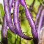 Dark Bush Bean 'Royal Burgundy' Phaseolus vulgaris 15 PCS Seeds