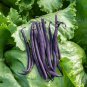 Dark Bush Bean 'Royal Burgundy' Phaseolus vulgaris 15 PCS Seeds