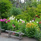 Dahlia Tree Bonsai Flowers Colorful 50 PCS Seeds