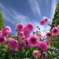 Dahlia Tree Bonsai Flowers Colorful 50 PCS Seeds