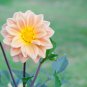 Dahlia Tree Bonsai Flowers Colorful 50 PCS Seeds