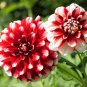 Dahlia Mixed 9 Types Perennial Flower 100 PCS Seeds