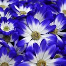 Dark Blue White Florist's Cineraria F2 30 PCS Seeds Dark Blue White Florist's Cineraria F2 30 PCS Seeds