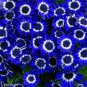 Dark Blue White Florist's Cineraria F2 30 PCS Seeds