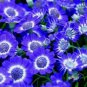 Dark Blue White Florist's Cineraria F2 30 PCS Seeds