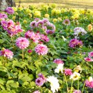 Dahlia Flower Pink Flowers with Whitish Centre Sing Petals 50 PCS Seeds