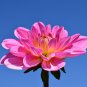 Dahlia Flower Pink Flowers with Whitish Centre Sing Petals 50 PCS Seeds