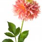 Dahlia Flower Pink Flowers with Whitish Centre Sing Petals 50 PCS Seeds