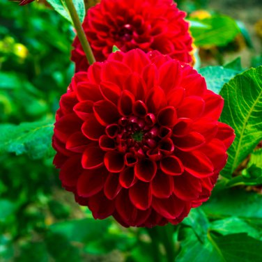 Dahlia Flower Big Blooms Dark Red White Double Petails 100 PCS Seeds
