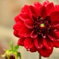 Dahlia Flower Big Blooms Dark Red White Double Petails 100 PCS Seeds