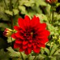 Dahlia Flower Big Blooms Dark Red White Double Petails 100 PCS Seeds