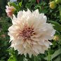 Dahlia Flower Goldenish Red Double Flowers 100 PCS Seeds
