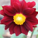 Dahlia Flower Plants Jardin Charming Outdoor & Indoor 200 PCS Seeds