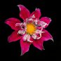 Dahlia Flower Plants Jardin Charming Outdoor & Indoor 200 PCS Seeds