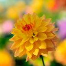 Dahlia Flower Dahlia Bonsai Charming Flower Plants High 100 PCS Seeds