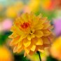 Dahlia Flower Dahlia Bonsai Charming Flower Plants High 100 PCS Seeds
