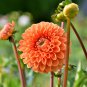 Dahlia Flower Dahlia Bonsai Charming Flower Plants High 100 PCS Seeds