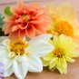 Dahlia Flower Dahlia Bonsai Charming Flower Plants High 100 PCS Seeds