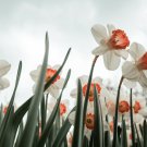 Daffodil Narcissus Aquatic Plants Double Flowers Light Fragrant 2 PCS Seeds Daffodil Narcissus Aquatic Plants Double Flowers Light Fragrant 2 PCS Seeds