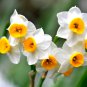Daffodil Narcissus Aquatic Plants Double Flowers Light Fragrant 2 PCS Seeds