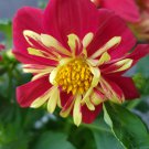 Dahlia Collarette Dandy Mix Bright Red Flowers with Yellow Centre 50 PCS Seeds Dahlia Collarette Dandy Mix Bright Red Flowers with Yellow Centre 50 PCS Seeds