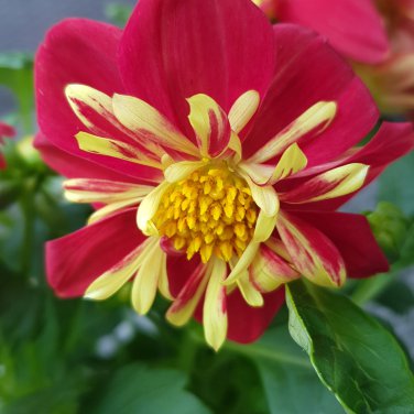 Dahlia Collarette Dandy Mix Bright Red Flowers with Yellow Centre 50 PCS Seeds