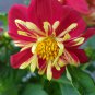 Dahlia Collarette Dandy Mix Bright Red Flowers with Yellow Centre 50 PCS Seeds