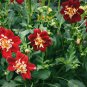 Dahlia Collarette Dandy Mix Bright Red Flowers with Yellow Centre 50 PCS Seeds