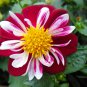 Dahlia Collarette Dandy Mix Bright Red Flowers with Yellow Centre 50 PCS Seeds