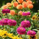 DAHLIA CACTUS MIX Dahlia Pinnata Variabilis 80 PCS Seeds