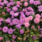DAHLIA CACTUS MIX Dahlia Pinnata Variabilis 80 PCS Seeds