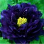 Dark Blue Tree Peony Flower Rere Plants 5 PCS Seeds