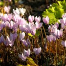 Cyprus Cyclamen Hederifolium 6 PCS Seeds