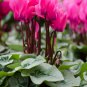 Cyprus Cyclamen Hederifolium 6 PCS Seeds