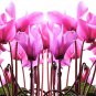 Cyprus Cyclamen Hederifolium 6 PCS Seeds