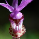 Cypripedium Macranthos Fairy Slipper Orchid 100 PCS Seeds Cypripedium Macranthos Fairy Slipper Orchid 100 PCS Seeds