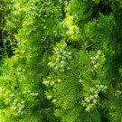 Cypress Trees Platycladus Orientalis Oriental Arborvitae Plants 50 PCS Seeds Cypress Trees Platycladus Orientalis Oriental Arborvitae Plants 50 PCS Seeds