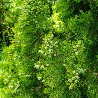Cypress Trees Platycladus Orientalis Oriental Arborvitae Plants 50 PCS Seeds