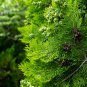 Cypress Trees Platycladus Orientalis Oriental Arborvitae Plants 50 PCS Seeds