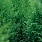 Cypress Trees Platycladus Orientalis Oriental Arborvitae Plants 50 PCS Seeds